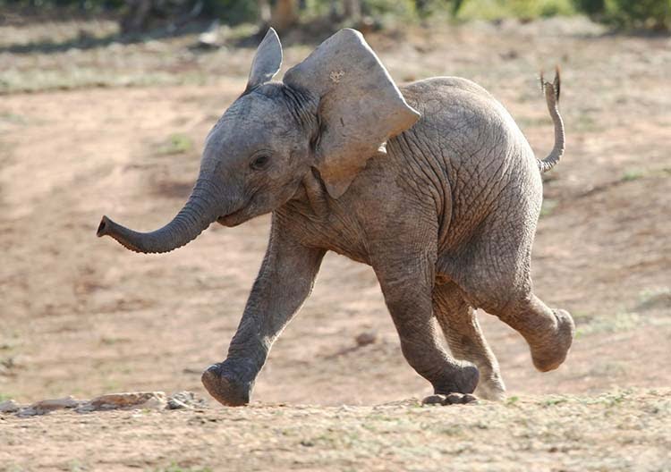 baby elephant running